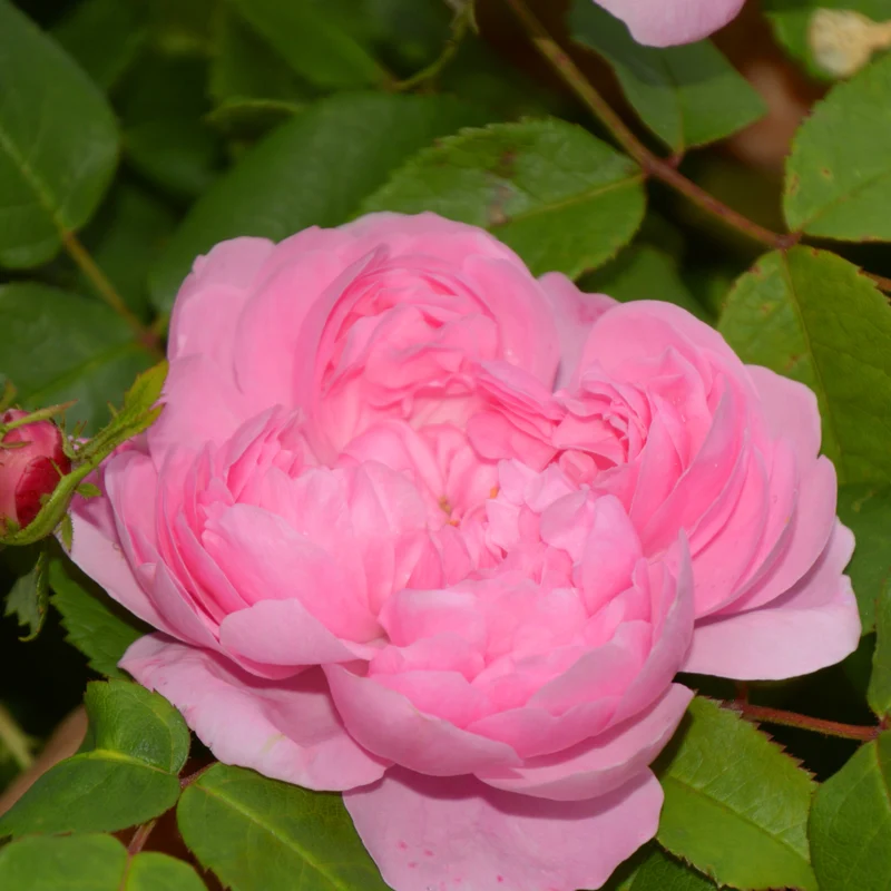 Rosier Comte de Chambord