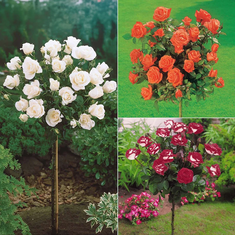 Collection de 3 Rosiers tiges : Ramona, Korbin, Osiria