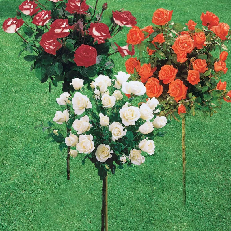 Collection de 3 Rosiers tiges : Ramona, Korbin, Osiria