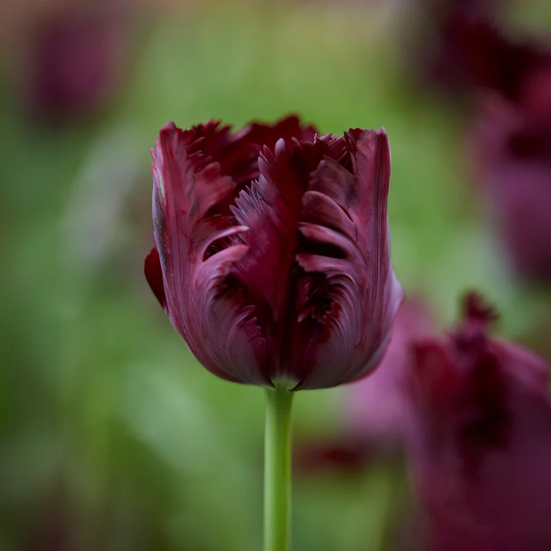 10 Tulipes perroquet Black Parrot