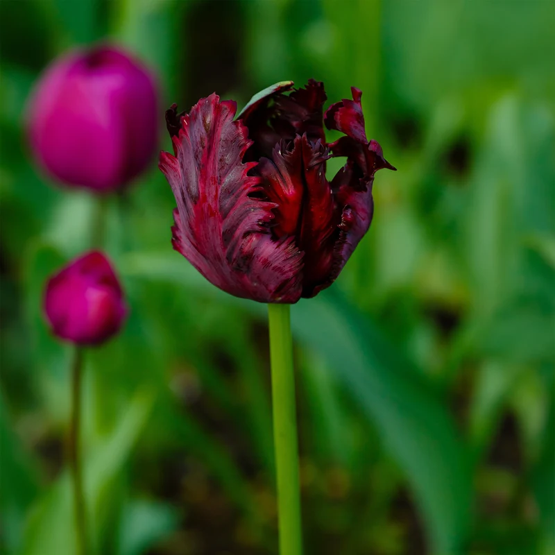 10 Tulipes perroquet Black Parrot