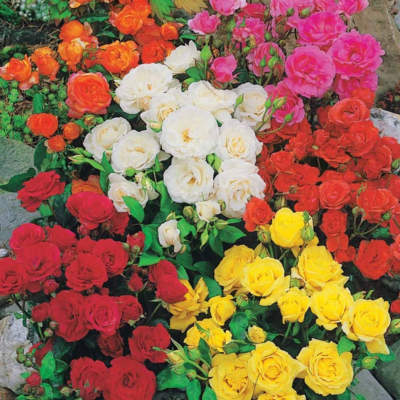10 Rosiers polyantha pour massif en mélange
