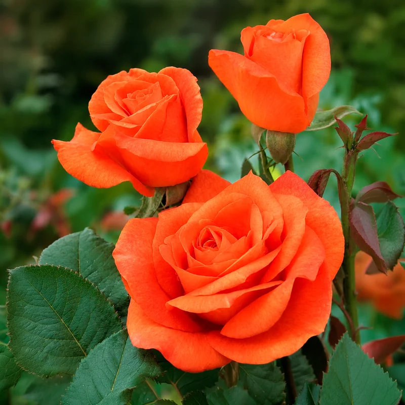 Rosier Orange Supreme