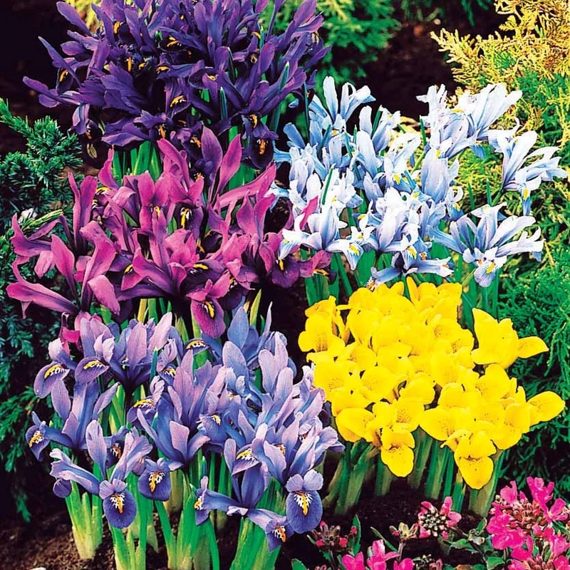 50 Iris miniatures en mélange