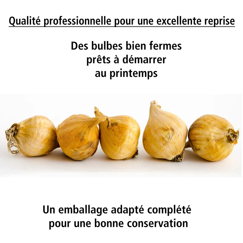 50 Iris miniatures en mélange