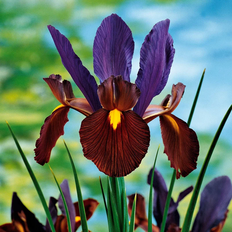40 Iris de Hollande colorés en mélange