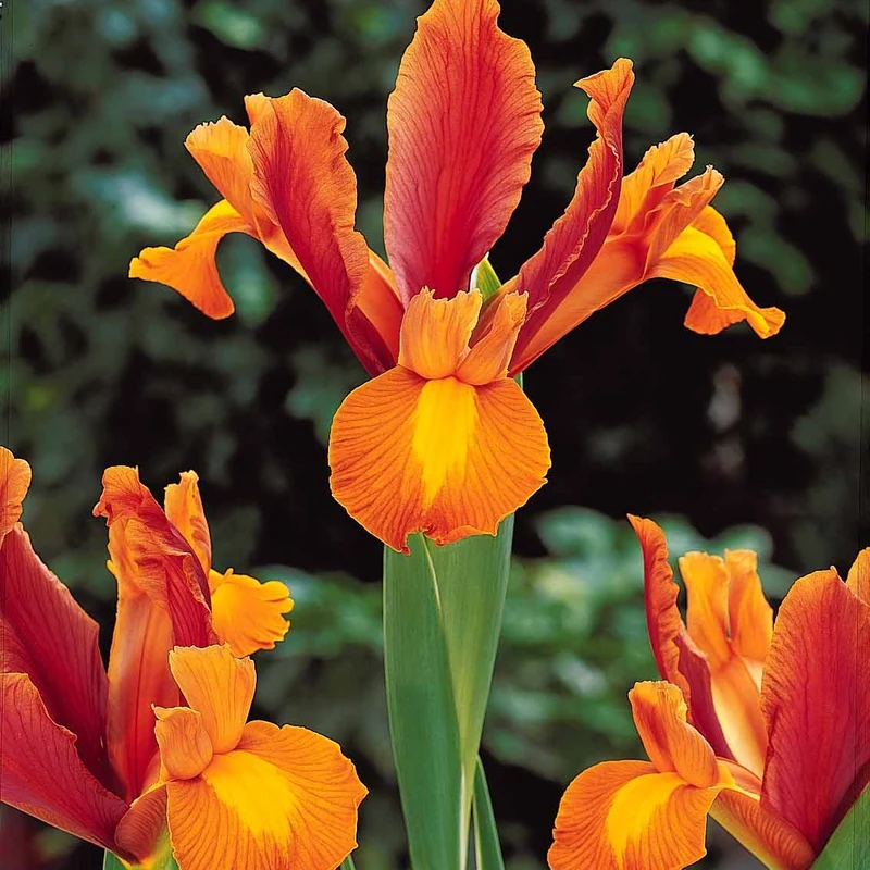 40 Iris de Hollande colorés en mélange