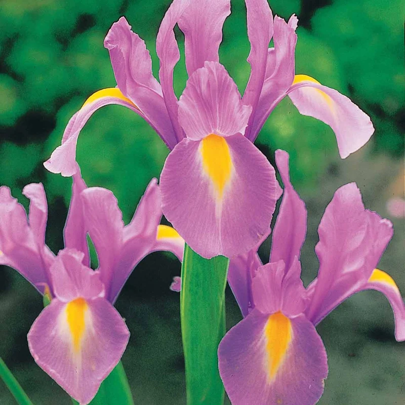 40 Iris de Hollande colorés en mélange