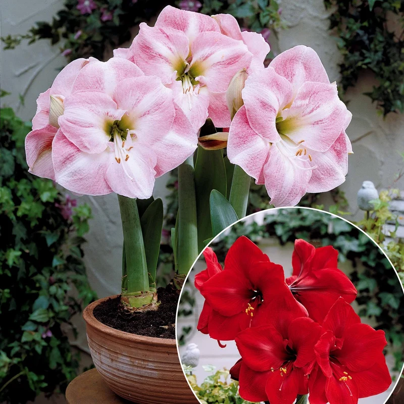 Collection de 2 Amaryllis naines