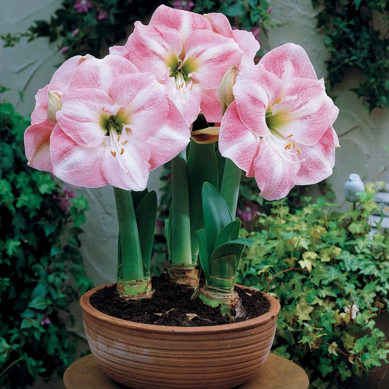 Collection de 2 Amaryllis naines