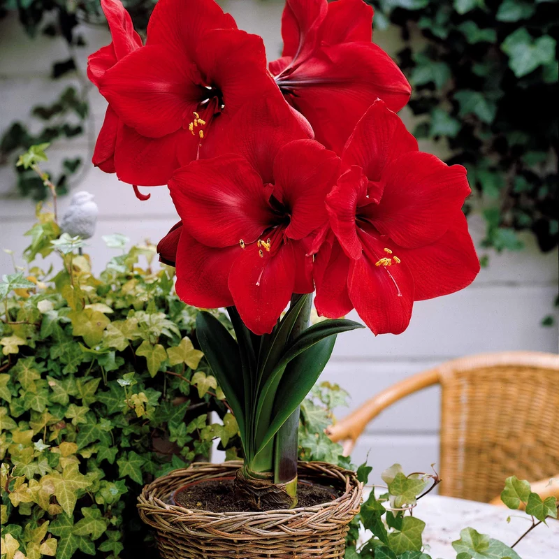 Collection de 2 Amaryllis naines