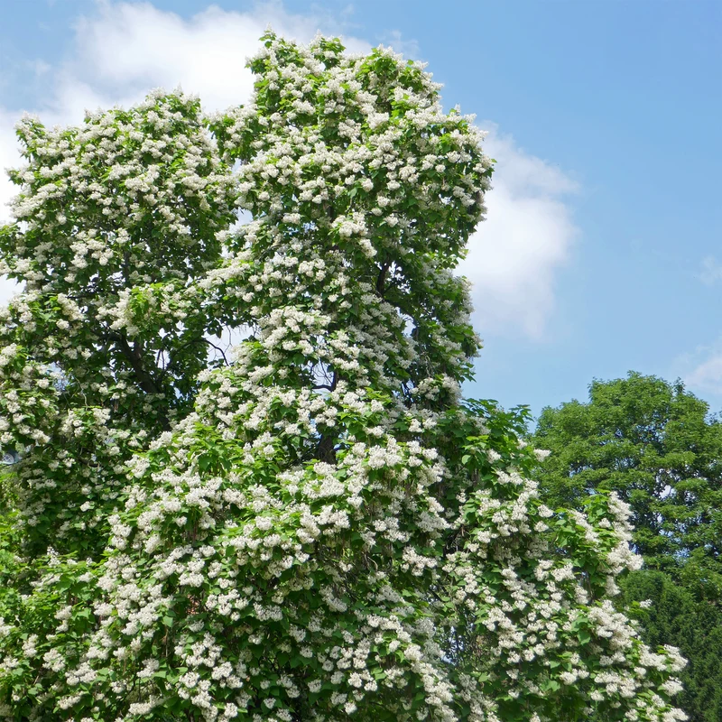 Catalpa bignonioides