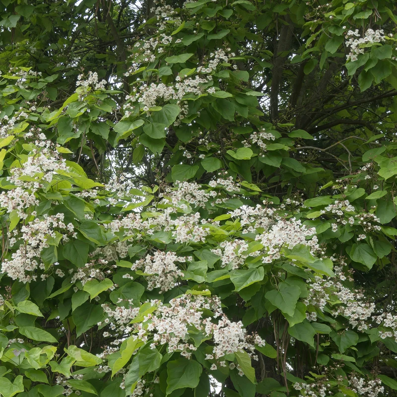 Catalpa bignonioides
