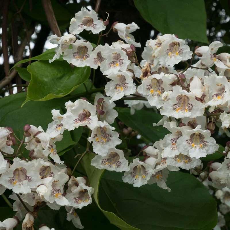 Catalpa bignonioides