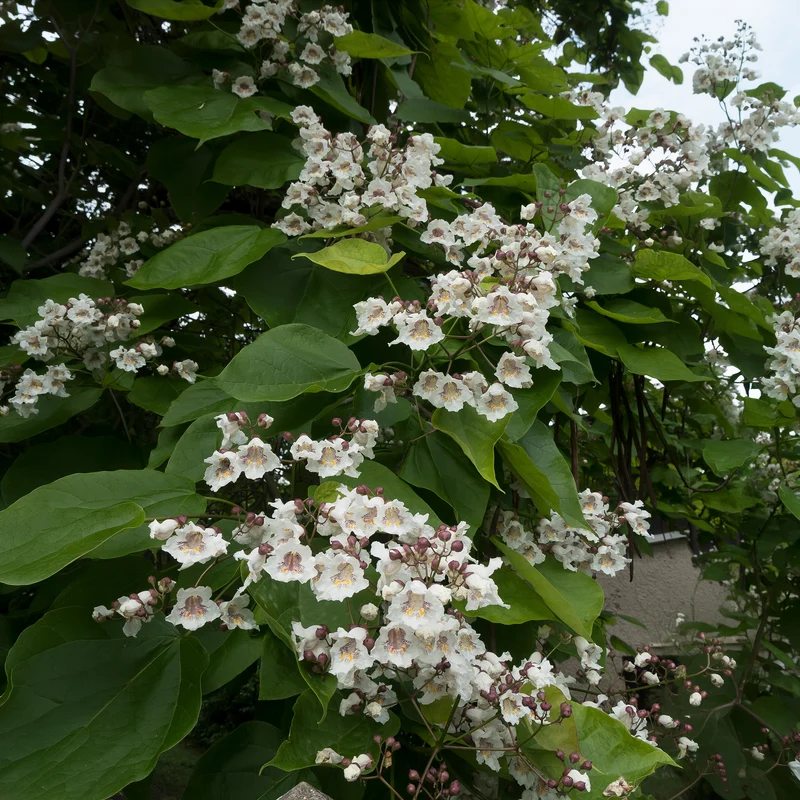 Catalpa bignonioides