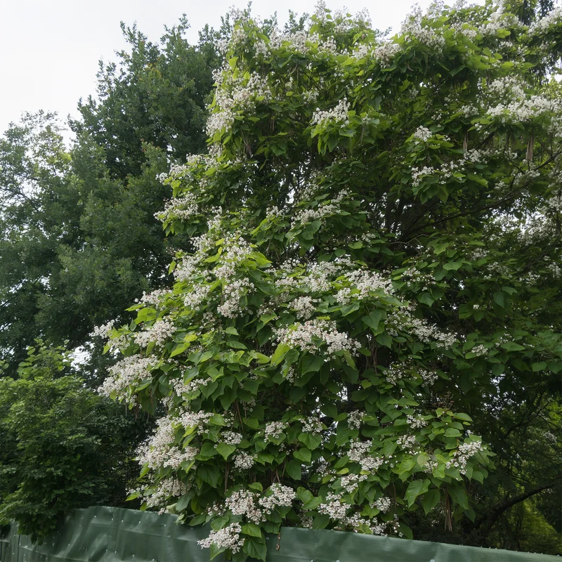 Catalpa bignonioides
