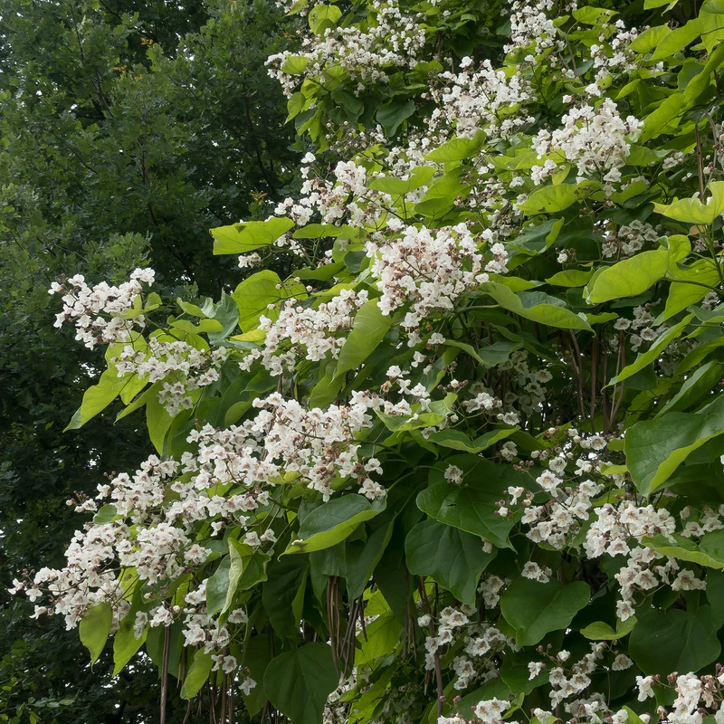 Catalpa bignonioides