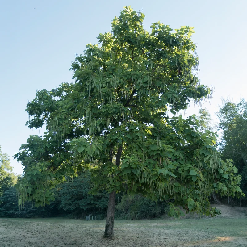 Catalpa bignonioides