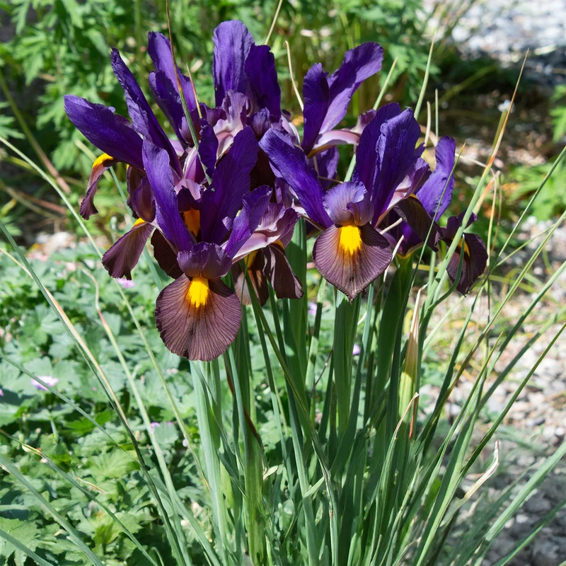 10 Iris de Hollande Tiger Eyes