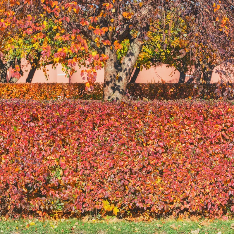 Haie de Cotonéasters