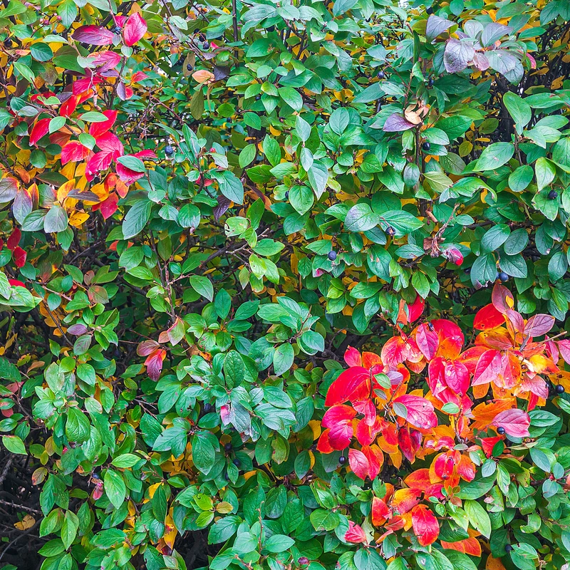 Haie de Cotonéasters
