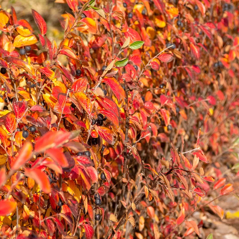 Haie de Cotonéasters