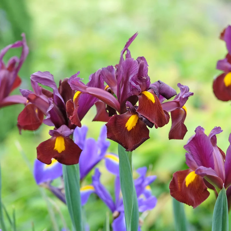 20 Iris de Hollande Red Ember