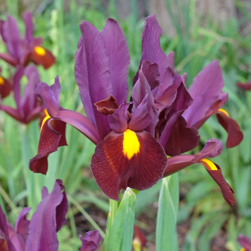 20 Iris de Hollande Red Ember