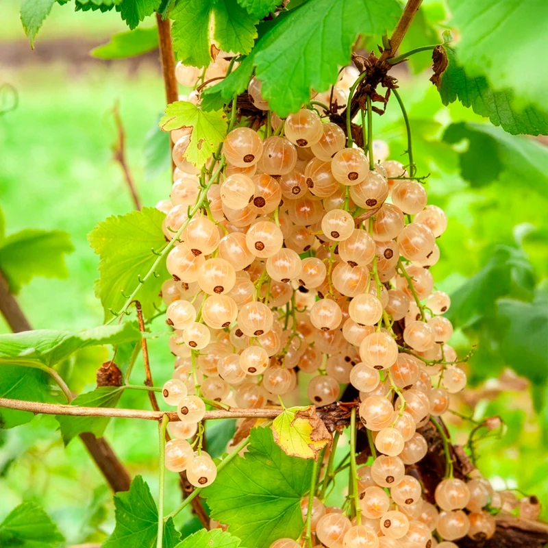 Groseillier blanc sur tige