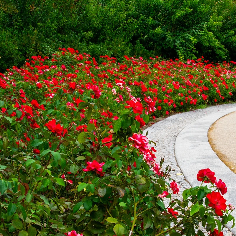 Rosier à massif rouge