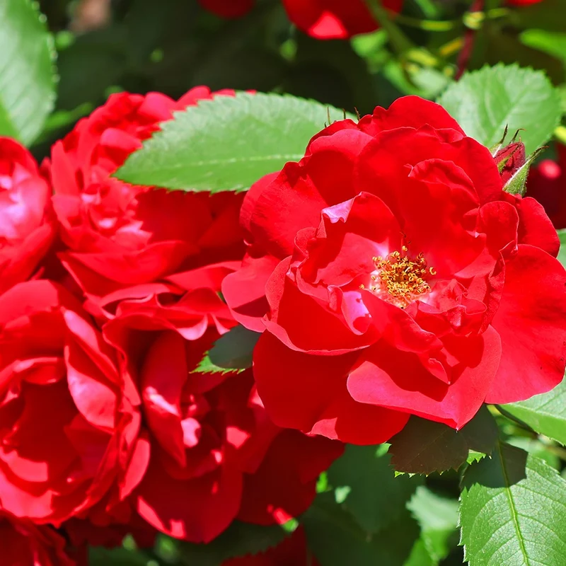 Rosier à massif rouge