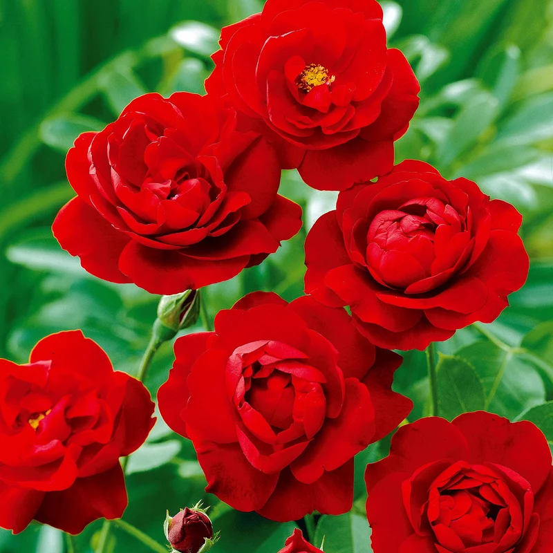 Rosier à massif rouge