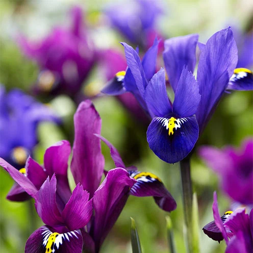 25 Iris Fraternal Twins en mélange