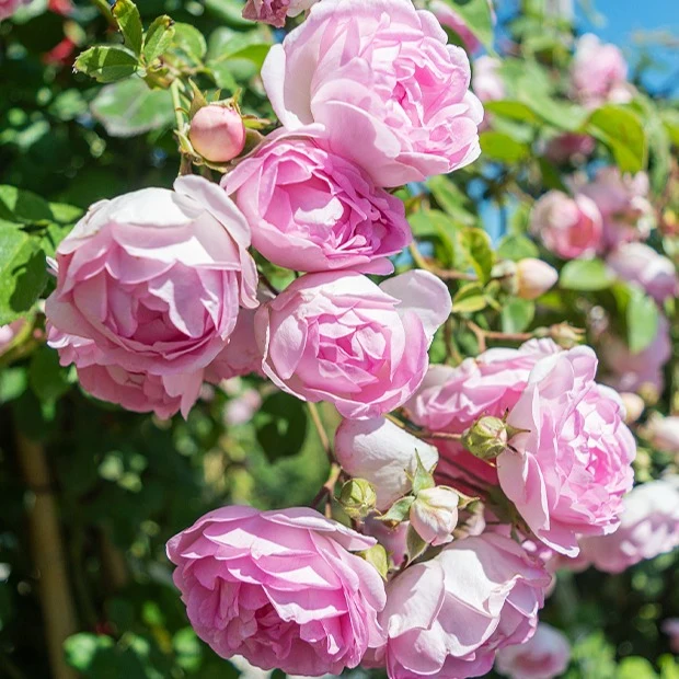 Rosier grimpant Jasmina Korcentex
