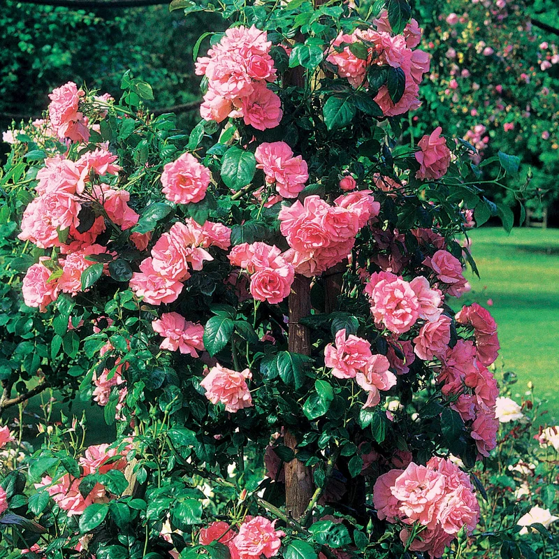 Rosier grimpant Jasmina Korcentex