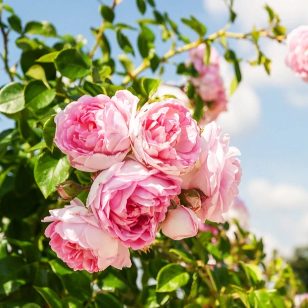 Rosier grimpant Jasmina Korcentex