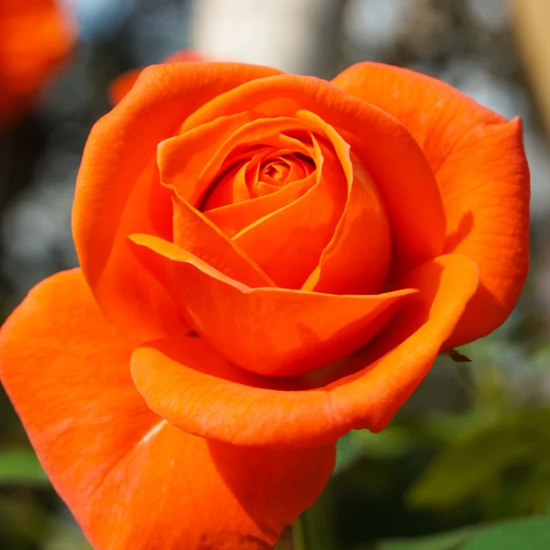 Rosier buisson orange