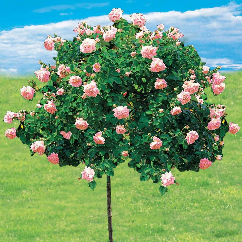 Rosier Cascade rose sur tige