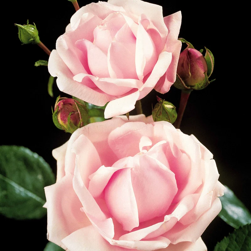 Rosier Cascade rose sur tige