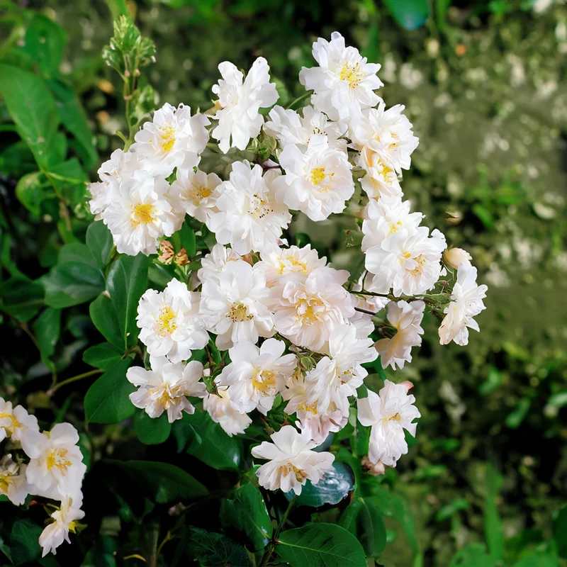 Collection de 2 Rosiers lianes Immensee blanc et Petite duchesse