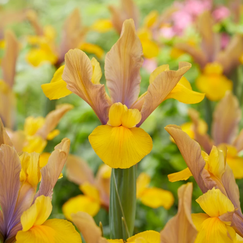 10 Iris de Hollande Bronze Perfection