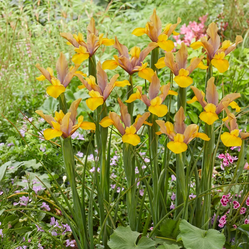 10 Iris de Hollande Bronze Perfection