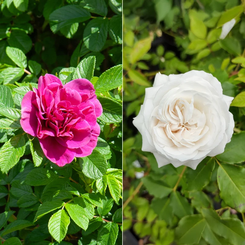 Collection de 2 Rosiers botaniques