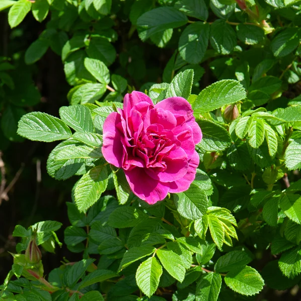 Collection de 2 Rosiers botaniques