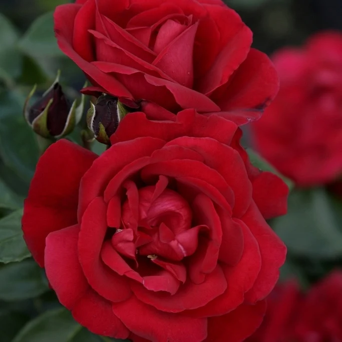 Rosier arbuste Shalom ®