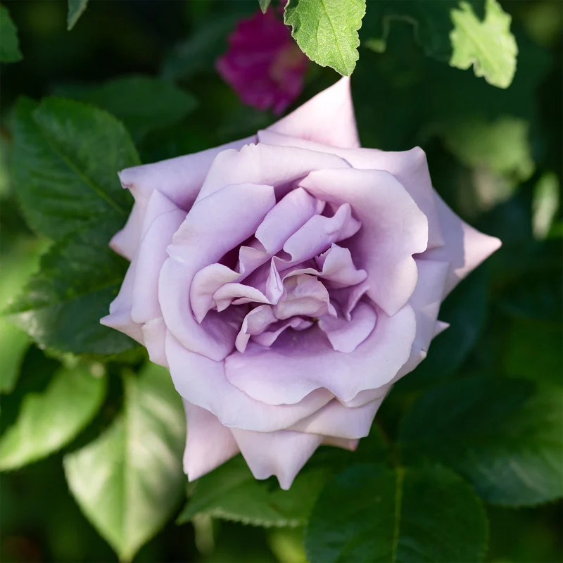 Rosier grimpant Indigoletta