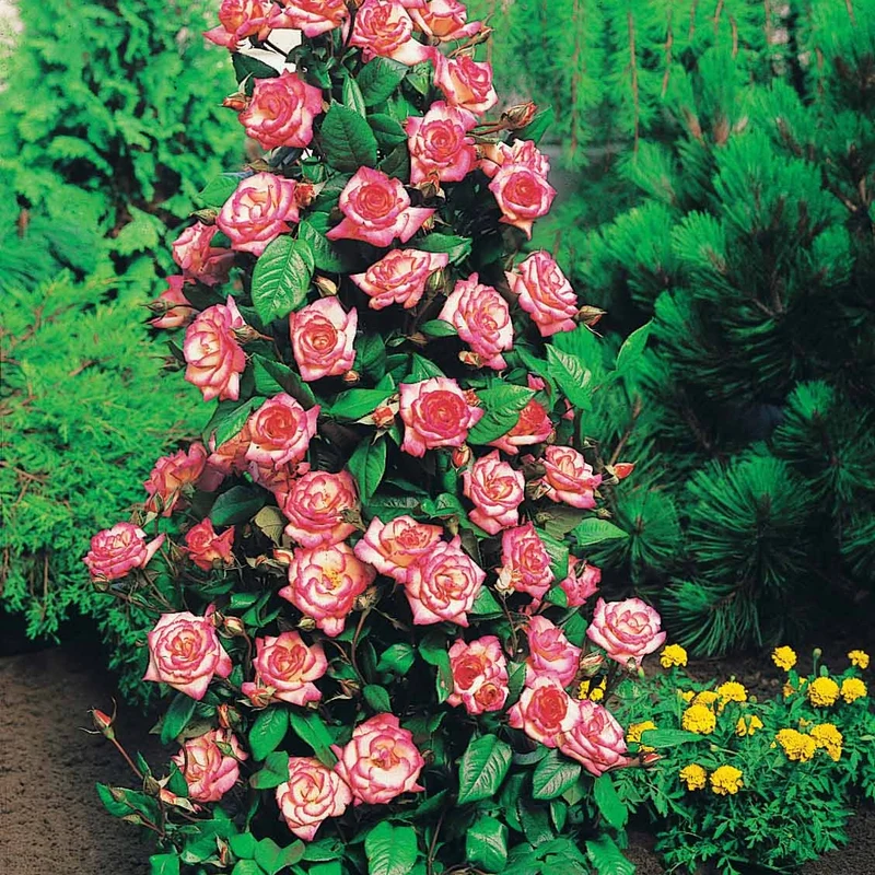 Collection de 4 Rosiers arbustes : Shalom, Korbin, Westerland, Handel