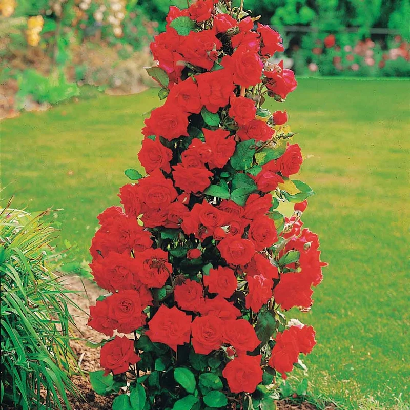 Collection de 4 Rosiers arbustes : Shalom, Korbin, Westerland, Handel
