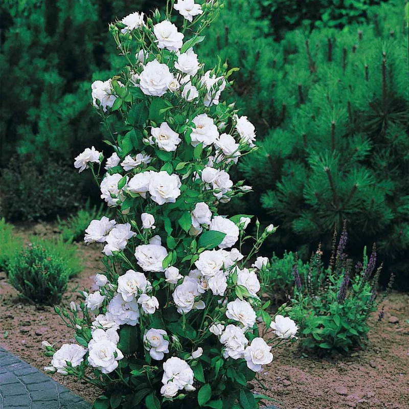 Collection de 4 Rosiers arbustes : Shalom, Korbin, Westerland, Handel