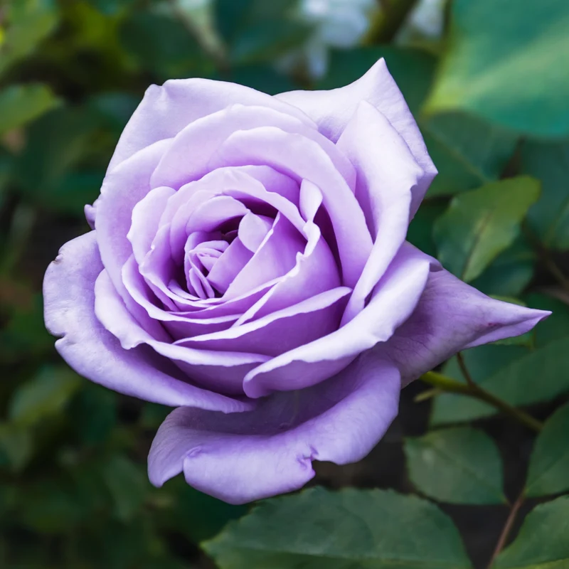 Rosier buisson violet
